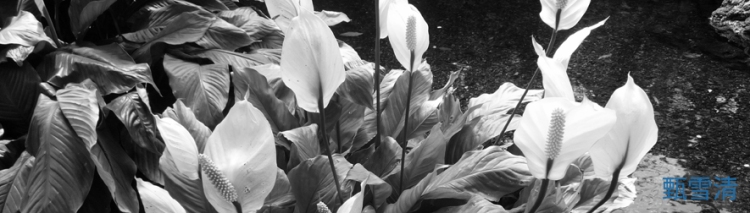 Peace Lily: Peace and Hope